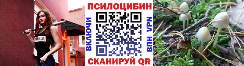 как найти   Ростов  Псилоцибиновые грибы Cubensis 